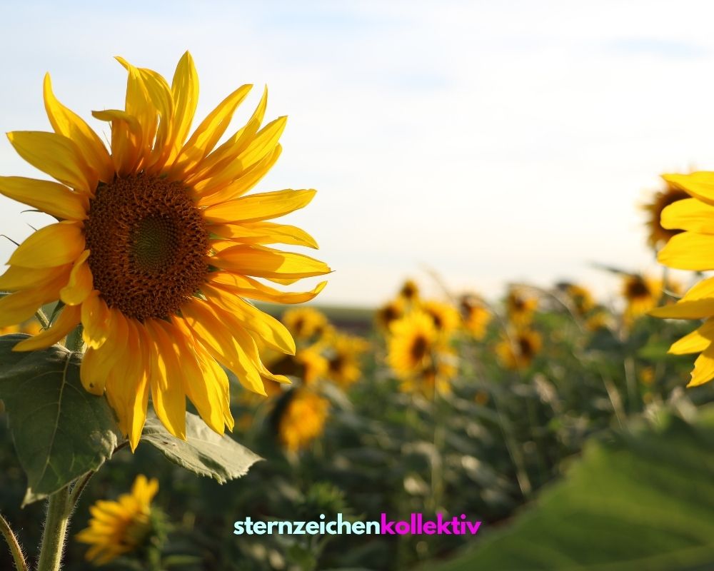 sommerhoroskop sternzeichen sternzeichen sommer