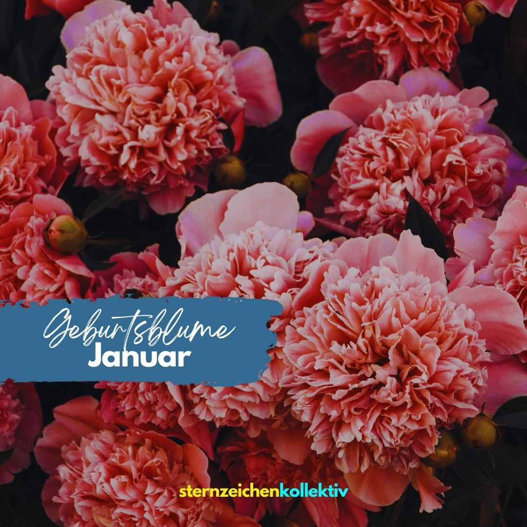 Geburtsblume Januar